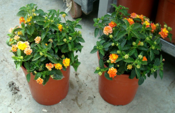<h4>Lantana camara overig</h4>