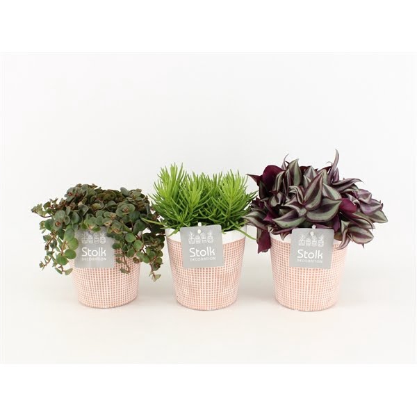 <h4>Pure Green mix in Terracotta soorten : Rhipsalis, Tradescantia, Sedum</h4>