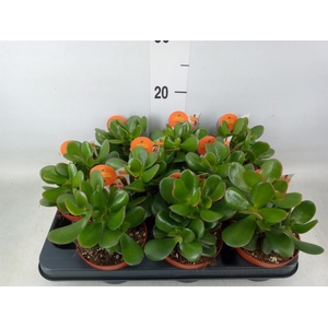Crassula ovata 'Sunset'