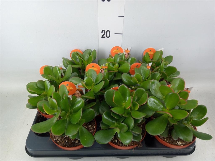<h4>Crassula ovata 'Sunset'</h4>