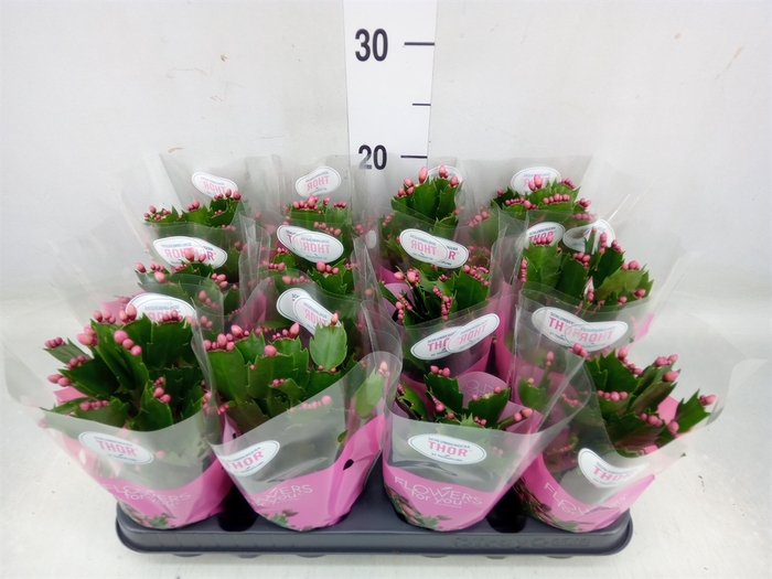 <h4>Schlumbergera   ...</h4>