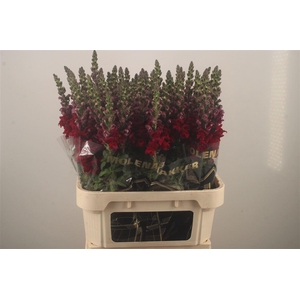 Antirrhinum Nl. Red Antibes