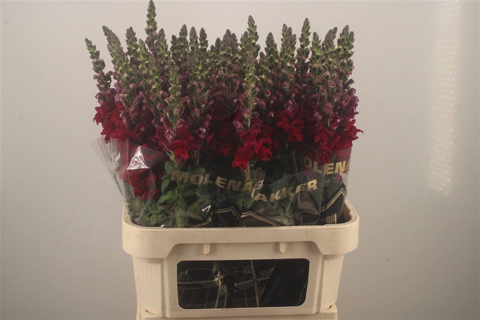<h4>Antirrhinum Nl. Red Antibes</h4>