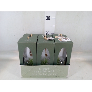Arr.  Tillandsia L%