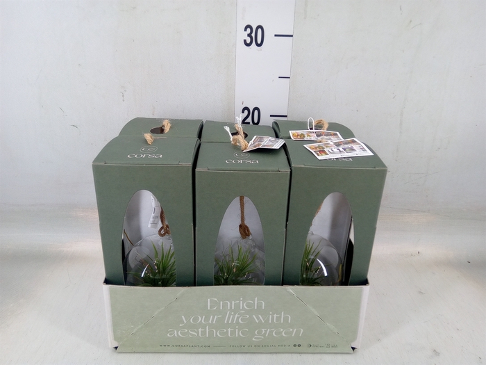 <h4>Arr.  Tillandsia L%</h4>