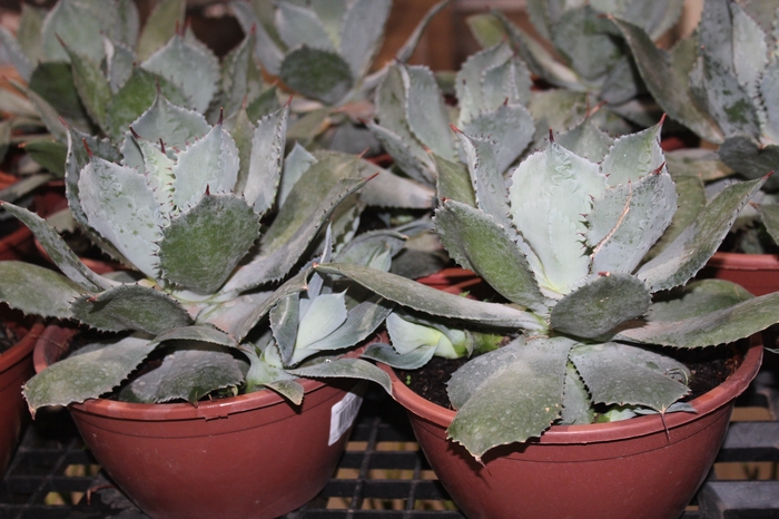 <h4>AGAVE PARRYI C21</h4>