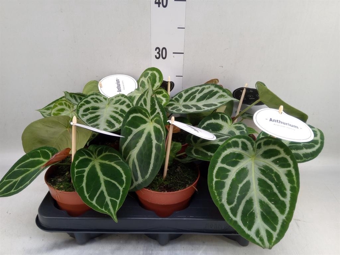 <h4>Anthurium   ...</h4>