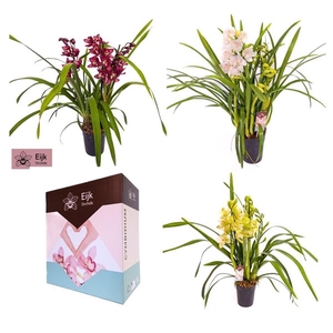 3 - 4 tak cymbidium mix