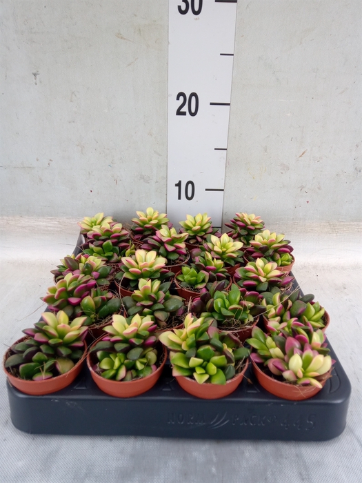 <h4>Succulents   ...</h4>