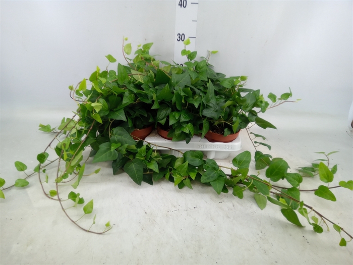 <h4>Hedera helix 'Mein Herz'</h4>