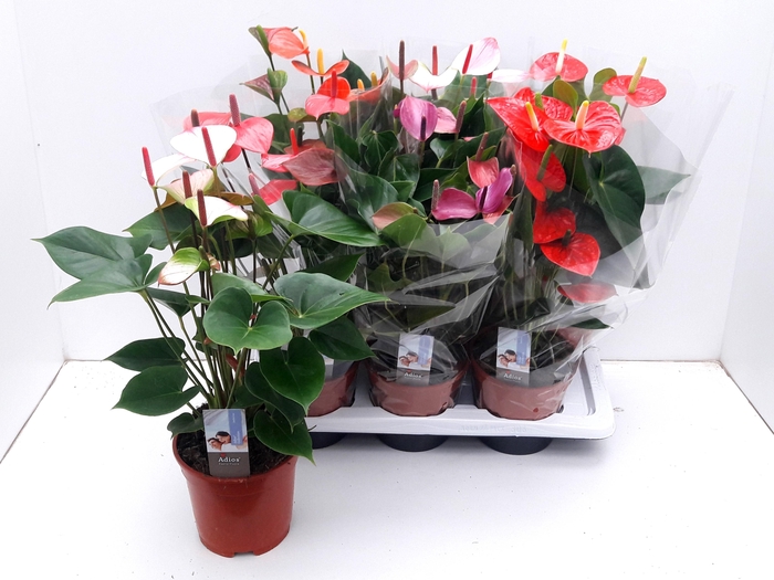 <h4>ANTHU AN GEM 5 KL</h4>