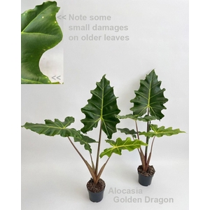 Alocasia