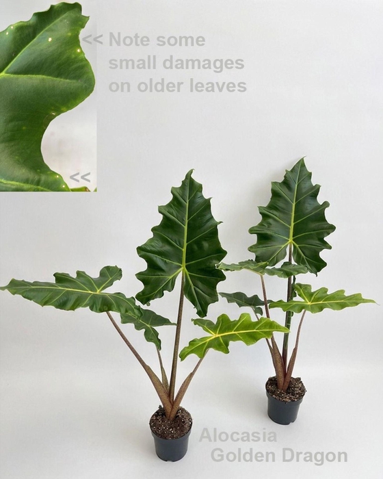 <h4>Alocasia</h4>