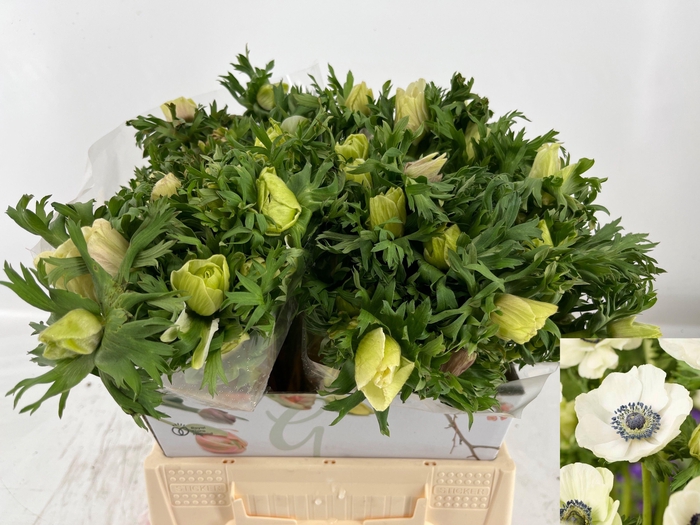 <h4>ANEM CO MAR PANDA</h4>