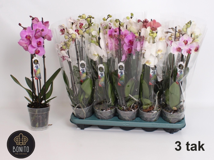 <h4>PHAL GEM 5 KL</h4>