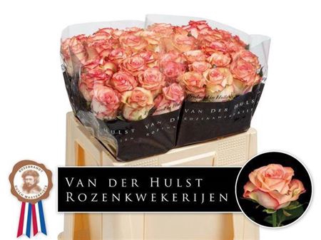 <h4>Rosa grootbloemig Aprikola</h4>