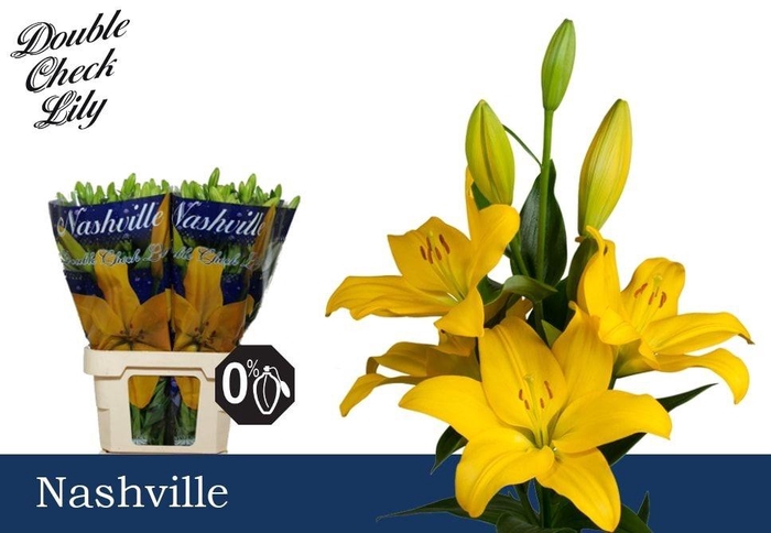 <h4>LI LA NASHVILLE</h4>