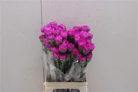 <h4>Di St Haiku</h4>