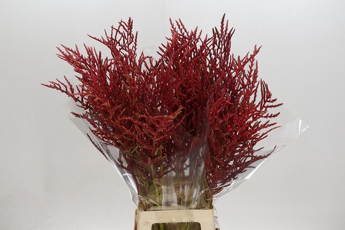 <h4>Bromelia Red Paloma</h4>