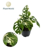 Monstera obiqua monkey 'Japanese Tricolour'