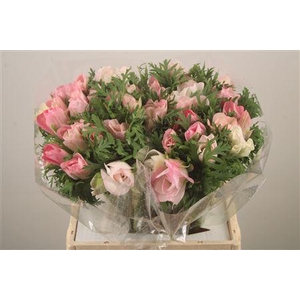 Anem Mistral Hanoi Super