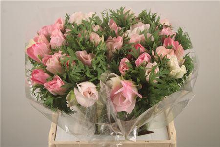 <h4>Anem Mistral Hanoi Super</h4>