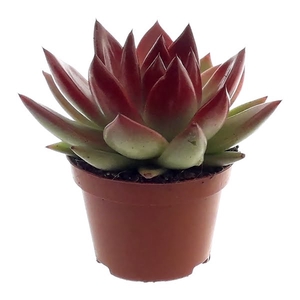 Echeveria coloured festival red