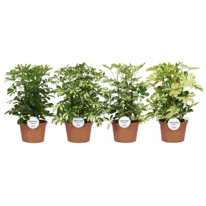 Schefflera