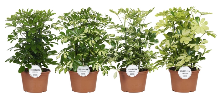 <h4>Schefflera</h4>