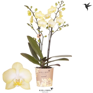 Kolibri Orchids Phalaenopsis Mineral Colombia 2 spike