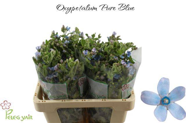 <h4>OXY CO TAN PURE BLU</h4>