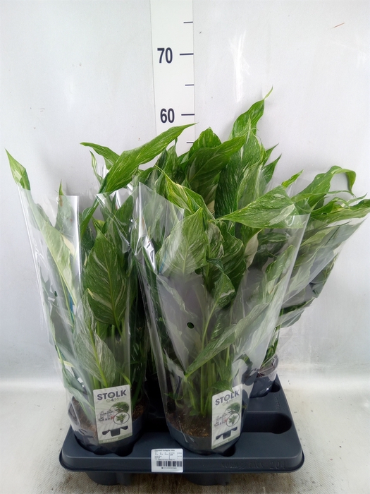 <h4>Spathiphyllum  'Diamond'</h4>