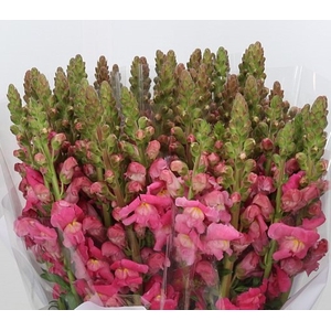 ANTHIRRINUM POTOMAC CHERRY ROSE