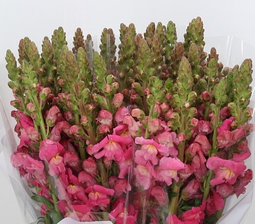 <h4>ANTHIRRINUM POTOMAC CHERRY ROSE</h4>