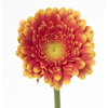 Gerbera MI 'Franky'