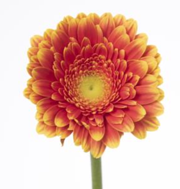 Gerbera MI Franky