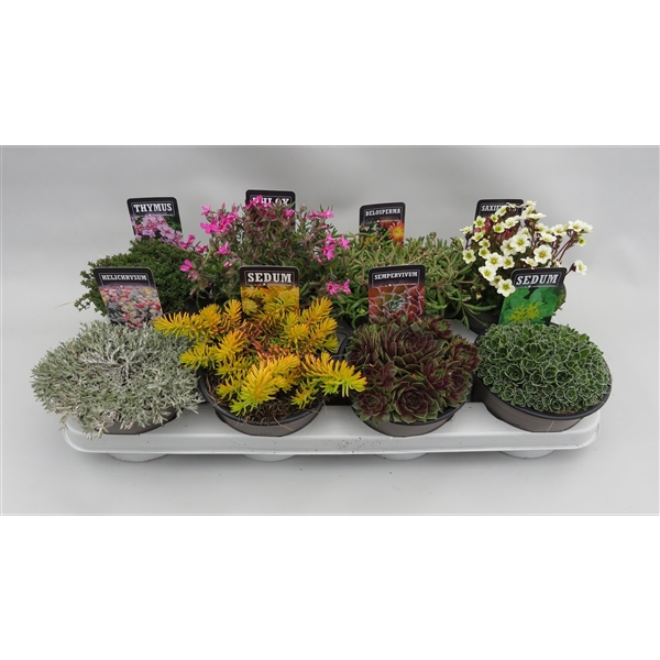 <h4>Plantes de rocailles mix p14</h4>