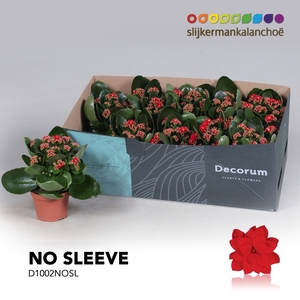 Kalanchoe No Sleeve - Red