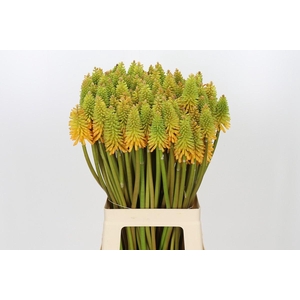 Kniphofia Eycone Peach