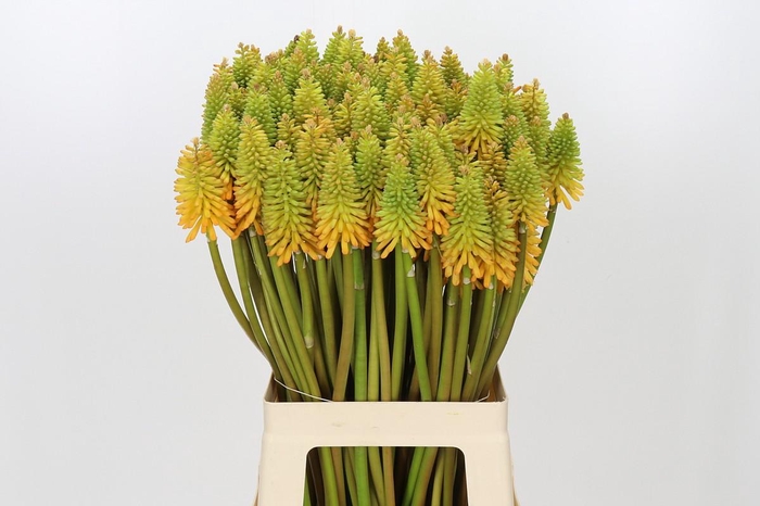 Kniphofia Eycone Peach