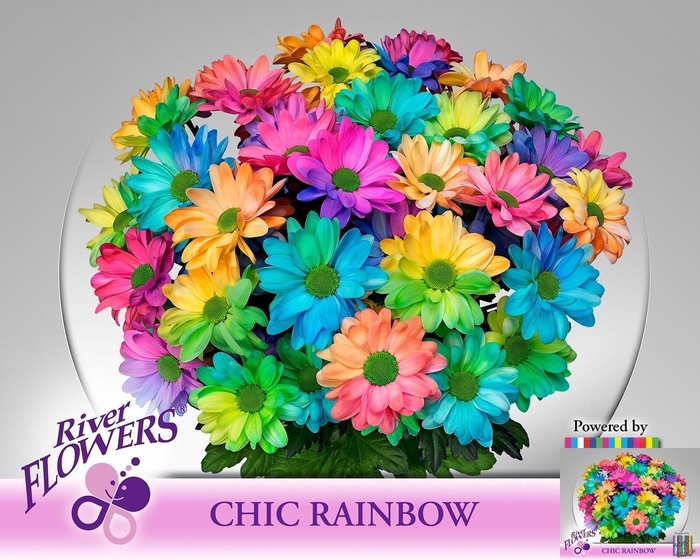 <h4>Chr T Chic Klb H%</h4>