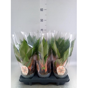 Chlorophytum orchi. 'Green Orange'