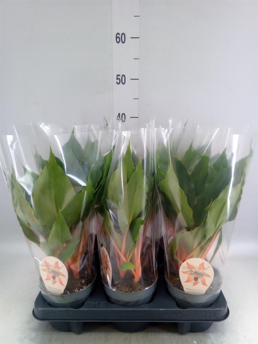 <h4>Chlorophytum orchi. 'Green Orange'</h4>