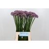 Allium Senescens
