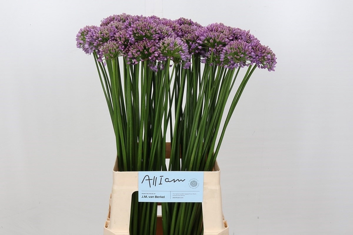 Allium Senescens