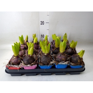 Hyacinthus orie.   ...mix 4