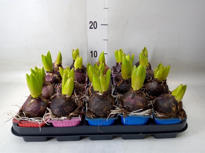<h4>Hyacinthus orie.   ...mix 4</h4>