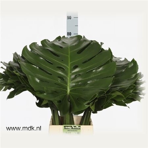 Monstera Blad
