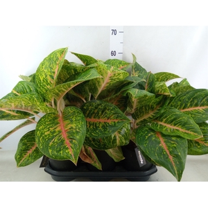 Aglaonema  'Spring Red'