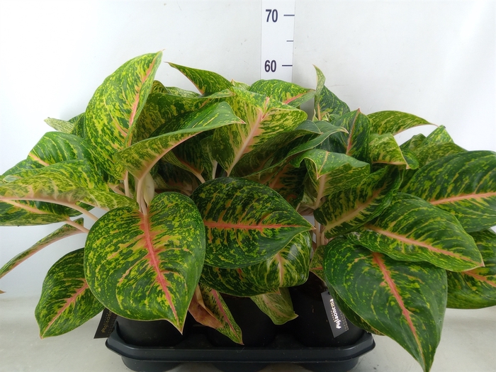 <h4>Aglaonema  'Spring Red'</h4>